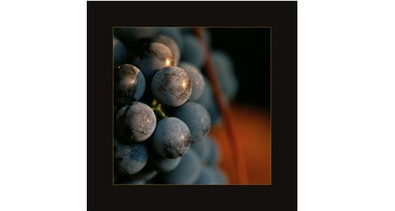 ES.03 - Grains de folie