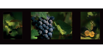 F.10 - Grappes