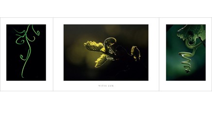 F.11 - Vitis Lux