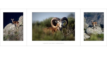 HL.06 - Mouflons (Haut-Languedoc)