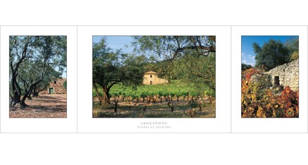 L.52 - Languedoc (Vigne et oliviers)
