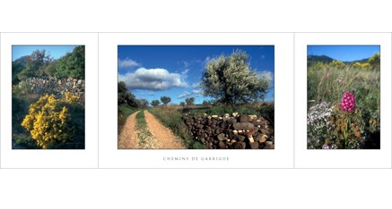 L.59 - Chemins de garrigue
