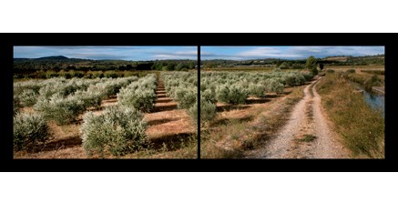 LP.03 - Le chemin des oliviers
