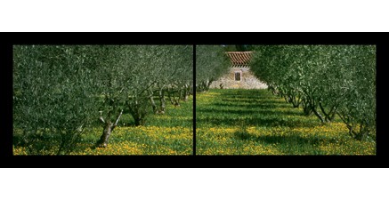 LP.05 - Le mas aux oliviers