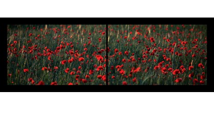 LP.06 - Coquelicots