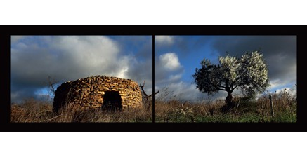 LP.09 - Capitelle et olivier