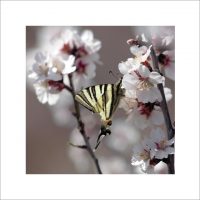 Papillon et fleurs d'amandier